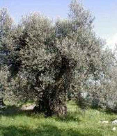 La cura dell’oliveto salentino
