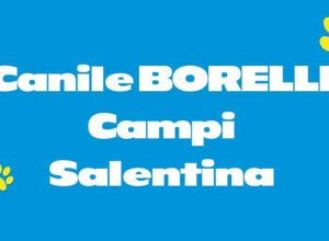 Scheda Borelli