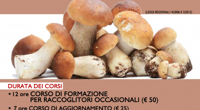 Raccolta funghi epigei.